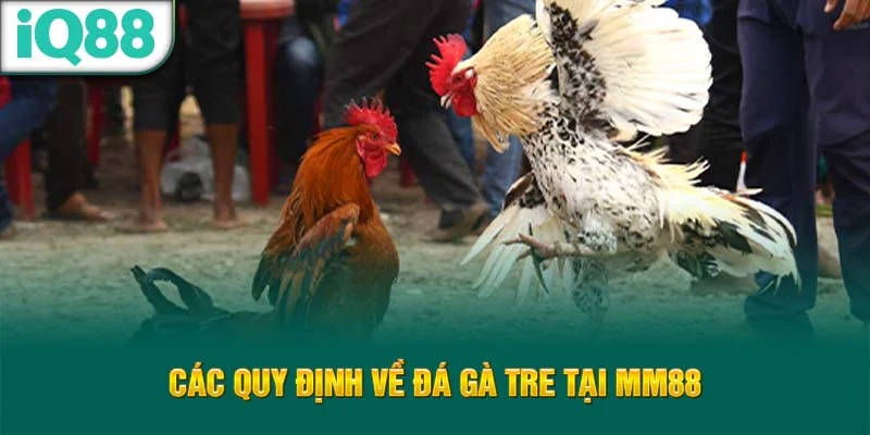 cac-quy-dinh-ve-da-ga-tre-tai-iq88